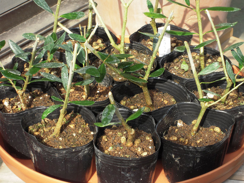 カラマタ オリーブの木 接木苗 接ぎ木インテリア・住まい・小物 - 植物