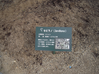20081102 小豆島2 035-1.jpg